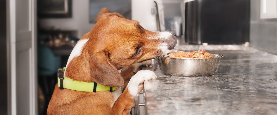 Dog store eating chicken